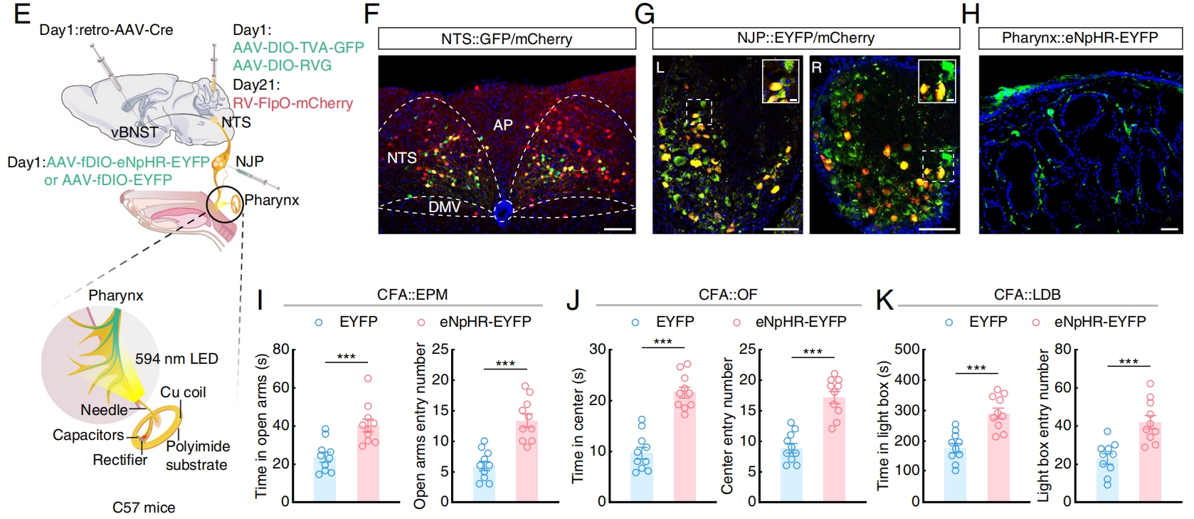 張智無(wú)線光遺傳咽部.png 張智無(wú)線光遺傳咽部.png